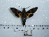  ( - BC-Mel 0626)  @14 [ ] Copyright (2010) Unspecified Research Collection of Tomas Melichar