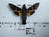  ( - BC-Mel 0627)  @13 [ ] Copyright (2010) Unspecified Research Collection of Tomas Melichar