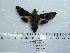  ( - BC-Mel 0628)  @13 [ ] Copyright (2010) Unspecified Research Collection of Tomas Melichar