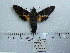  ( - BC-Mel 0629)  @13 [ ] Copyright (2010) Unspecified Research Collection of Tomas Melichar