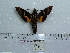  ( - BC-Mel 0633)  @11 [ ] Copyright (2010) Unspecified Research Collection of Tomas Melichar