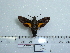  ( - BC-Mel 0638)  @13 [ ] Copyright (2010) Unspecified Research Collection of Tomas Melichar