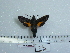  ( - BC-Mel 0641)  @12 [ ] Copyright (2010) Unspecified Research Collection of Tomas Melichar
