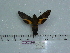  ( - BC-Mel 0667)  @12 [ ] Copyright (2010) Unspecified Research Collection of Tomas Melichar