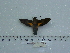  ( - BC-Mel 0668)  @12 [ ] Copyright (2010) Unspecified Research Collection of Tomas Melichar