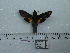  ( - BC-Mel 0671)  @13 [ ] Copyright (2010) Unspecified Research Collection of Tomas Melichar
