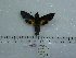  ( - BC-Mel 0673)  @11 [ ] Copyright (2010) Unspecified Research Collection of Tomas Melichar