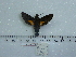  ( - BC-Mel 0675)  @12 [ ] Copyright (2010) Unspecified Research Collection of Tomas Melichar