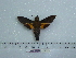  ( - BC-Mel 0678)  @11 [ ] Copyright (2010) Unspecified Research Collection of Tomas Melichar