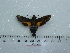  ( - BC-Mel 0681)  @11 [ ] Copyright (2010) Unspecified Research Collection of Tomas Melichar