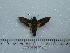  ( - BC-Mel 0682)  @11 [ ] Copyright (2010) Unspecified Research Collection of Tomas Melichar