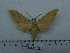  (Pseudoclanis molitor transversa - BC-Mel 0714)  @13 [ ] Copyright (2010) Unspecified Research Collection of Tomas Melichar