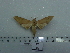  ( - BC-Mel 0717)  @12 [ ] Copyright (2010) Unspecified Research Collection of Tomas Melichar