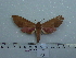  ( - BC-Mel 0729)  @11 [ ] Copyright (2010) Unspecified Research Collection of Tomas Melichar