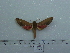  ( - BC-Mel 0730)  @11 [ ] Copyright (2010) Unspecified Research Collection of Tomas Melichar