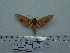  ( - BC-Mel 0731)  @11 [ ] Copyright (2010) Unspecified Research Collection of Tomas Melichar