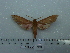  ( - BC-Mel 0735)  @12 [ ] Copyright (2010) Unspecified Research Collection of Tomas Melichar