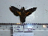  ( - BC-Mel 0832)  @12 [ ] Copyright (2010) Unspecified Research Collection of Tomas Melichar