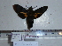  ( - BC-Mel 0838)  @11 [ ] Copyright (2010) Unspecified Research Collection of Tomas Melichar