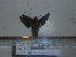  ( - BC-Mel 0858)  @11 [ ] Copyright (2010) Unspecified Research Collection of Tomas Melichar