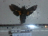  (Macroglossum corythus fuscicauda - BC-Mel 0870)  @11 [ ] Copyright (2010) Unspecified Research Collection of Tomas Melichar