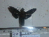  ( - BC-Mel 0873)  @11 [ ] Copyright (2010) Unspecified Research Collection of Tomas Melichar