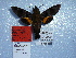 ( - BC-Mel 0901)  @12 [ ] Copyright (2010) Unspecified Research Collection of Tomas Melichar