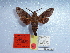  ( - BC-Mel 0934)  @12 [ ] Copyright (2010) Unspecified Research Collection of Tomas Melichar