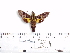  ( - BC-Mel 0966)  @12 [ ] Copyright (2010) Unspecified Research Collection of Tomas Melichar