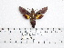  ( - BC-Mel 0979)  @12 [ ] Copyright (2010) Unspecified Research Collection of Tomas Melichar