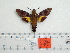  ( - BC-Mel 0981)  @12 [ ] Copyright (2010) Unspecified Research Collection of Tomas Melichar