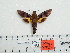  ( - BC-Mel 0982)  @12 [ ] Copyright (2010) Unspecified Research Collection of Tomas Melichar