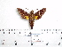  ( - BC-Mel 0991)  @13 [ ] Copyright (2010) Unspecified Research Collection of Tomas Melichar