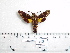  ( - BC-Mel 0992)  @13 [ ] Copyright (2010) Unspecified Research Collection of Tomas Melichar