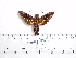  ( - BC-Mel 0995)  @13 [ ] Copyright (2010) Unspecified Research Collection of Tomas Melichar