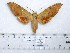  ( - BC-Mel 1009)  @13 [ ] Copyright (2010) Unspecified Research Collection of Tomas Melichar