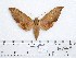 (Ambulyx marissa - BC-Mel 1010)  @14 [ ] Copyright (2010) Unspecified Research Collection of Tomas Melichar