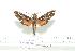  ( - BC-Mel 0158)  @13 [ ] Copyright (2010) Unspecified Research Collection of Tomas Melichar