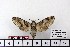  ( - BC-Mel 1020)  @13 [ ] Copyright (2010) Unspecified Research Collection of Tomas Melichar