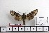  ( - BC-Mel 1030)  @12 [ ] Copyright (2010) Unspecified Research Collection of Tomas Melichar