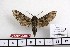  ( - BC-Mel 1036)  @12 [ ] Copyright (2010) Unspecified Research Collection of Tomas Melichar