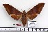  ( - BC-Mel 1042)  @13 [ ] Copyright (2010) Unspecified Research Collection of Tomas Melichar