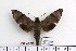  ( - BC-Mel 1044)  @13 [ ] Copyright (2010) Unspecified Research Collection of Tomas Melichar