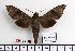  ( - BC-Mel 1064)  @13 [ ] Copyright (2010) Unspecified Research Collection of Tomas Melichar