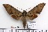  ( - BC-Mel 1080)  @13 [ ] Copyright (2010) Unspecified Research Collection of Tomas Melichar