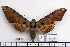  (Ambulyx matti - BC-Mel 1086)  @15 [ ] Copyright (2010) Unspecified Research Collection of Tomas Melichar