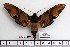  (Amplypterus panopus karnatakaensis - BC-Mel 1099)  @14 [ ] Copyright (2010) Unspecified Research Collection of Tomas Melichar