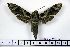  ( - BC-Mel1119)  @13 [ ] Copyright (2010) Unspecified Research Collection of Tomas Melichar