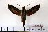  ( - BC-Mel1127)  @13 [ ] Copyright (2010) Unspecified Research Collection of Tomas Melichar