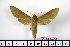  ( - BC-Mel1233)  @13 [ ] Copyright (2010) Unspecified Research Collection of Tomas Melichar